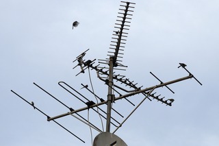 IMG_9029