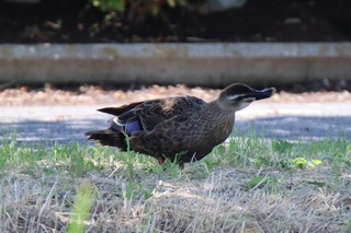IMG_9515