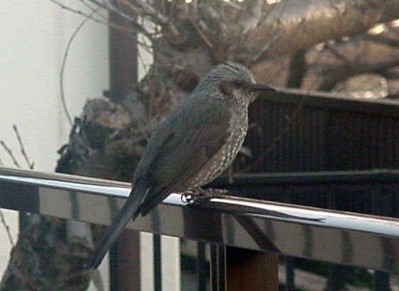 https://livedoor.blogimg.jp/vigies2005/imgs/6/3/630d3f81.jpg