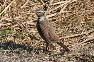 IMG_1109