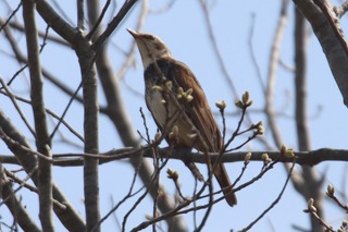 IMG_3977
