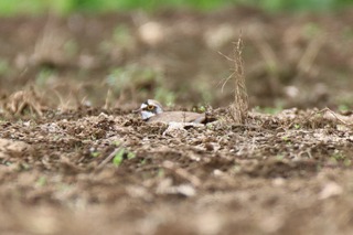 IMG_2867