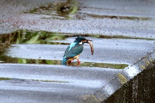 IMG_6802