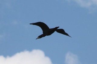 IMG_1848