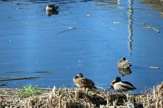 IMG_9816