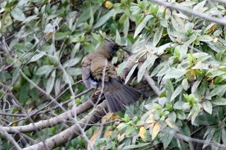 IMG_5110