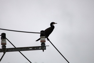 IMG_8106