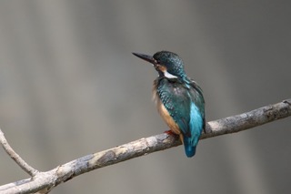 IMG_8872