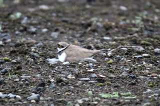 IMG_7879