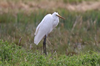 IMG_3470