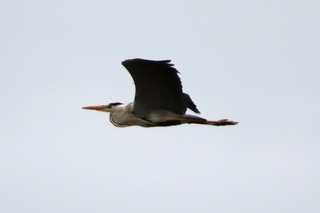 IMG_3601