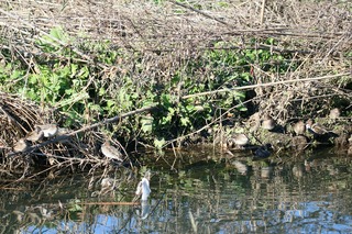 IMG_9945