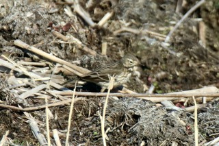 IMG_1191