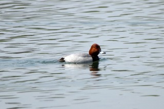 IMG_6294