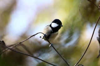 IMG_4250