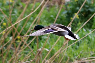 IMG_0295