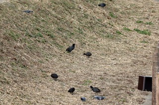 IMG_8520