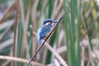 IMG_1355