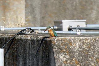 IMG_1412