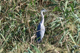 IMG_9619
