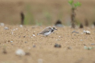 IMG_6476