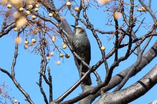 IMG_9864