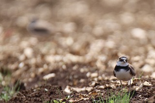 IMG_0046