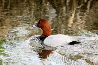 IMG_2900