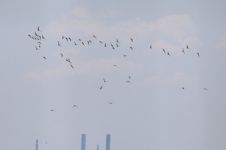 IMG_4137