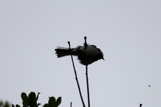 IMG_8545