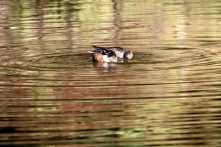 IMG_4709