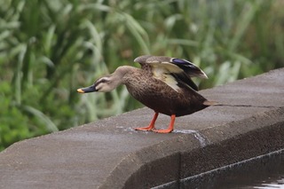 IMG_4508