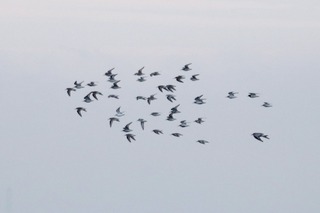 IMG_8094