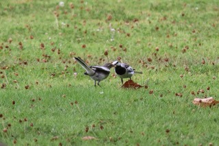 IMG_5444