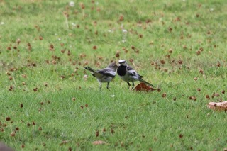 IMG_5451