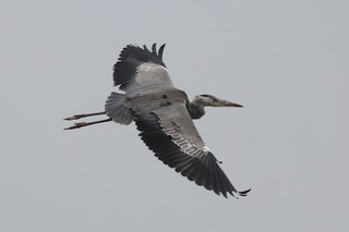IMG_9165