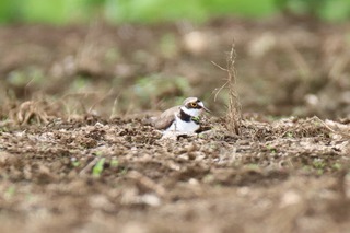 IMG_2856