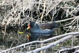 IMG_2850