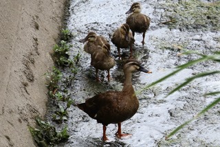 IMG_6641