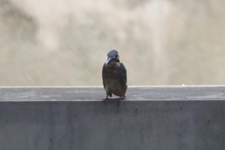 IMG_8983