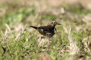 IMG_4617