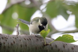 IMG_6286