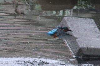 IMG_4239