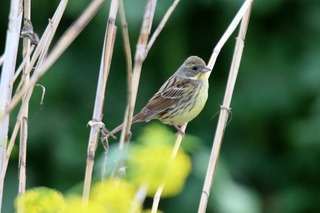 IMG_0425