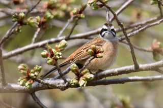 IMG_6161