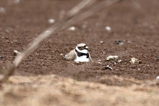 IMG_3518