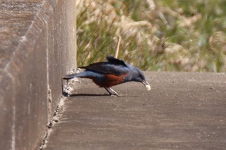 IMG_0756