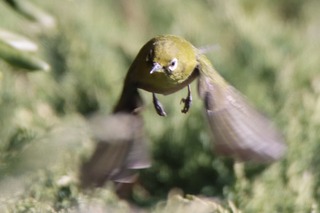 IMG_0031