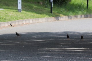 IMG_3798