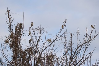 IMG_5009